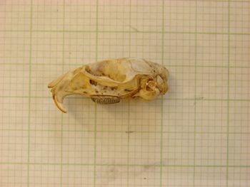 Media type: image;   Mammalogy 26348